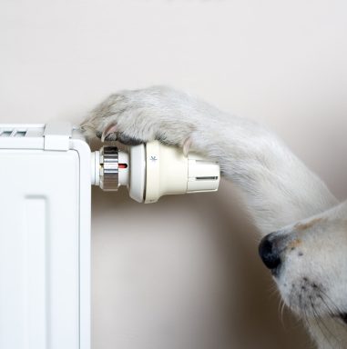 nederlanders en besparing