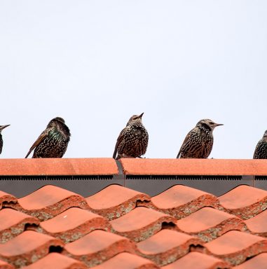 1200-vogels-op-schuindak