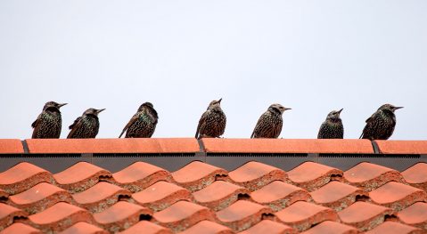 Isolatie van een schuin dak