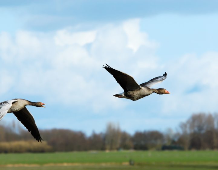 Periodieke schenking