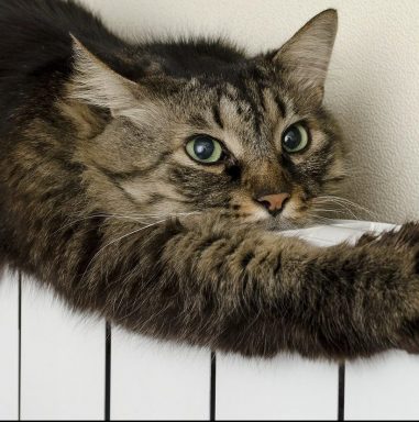 van-et-gas-af-header-e1515604503572